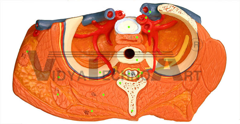 Spinal Cord -Thoracic Level